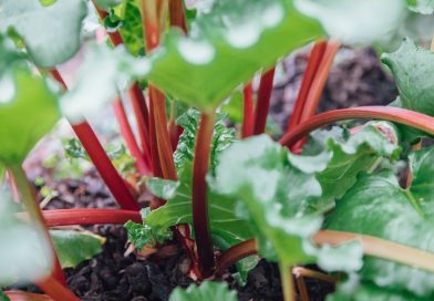Rhubarb Plant