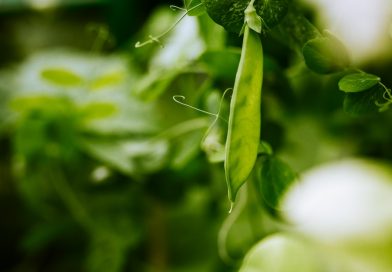 Green Peas