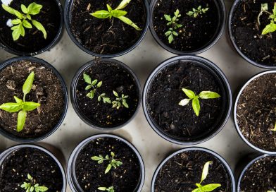 Taking Redcurrant And Blackcurrant Cuttings