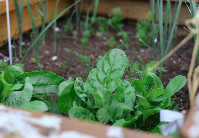 Creating a kitchen garden in a small space