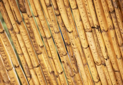 Vertical Veggie Gardening: How to Support Your Climbing Beans